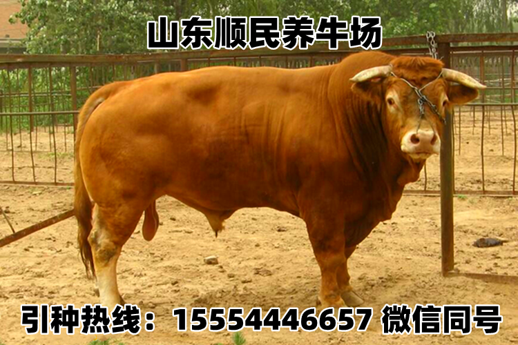 黄牛价格行情深度探讨