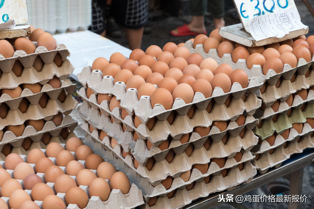 今日鸡蛋价格早报🥚更新通知！