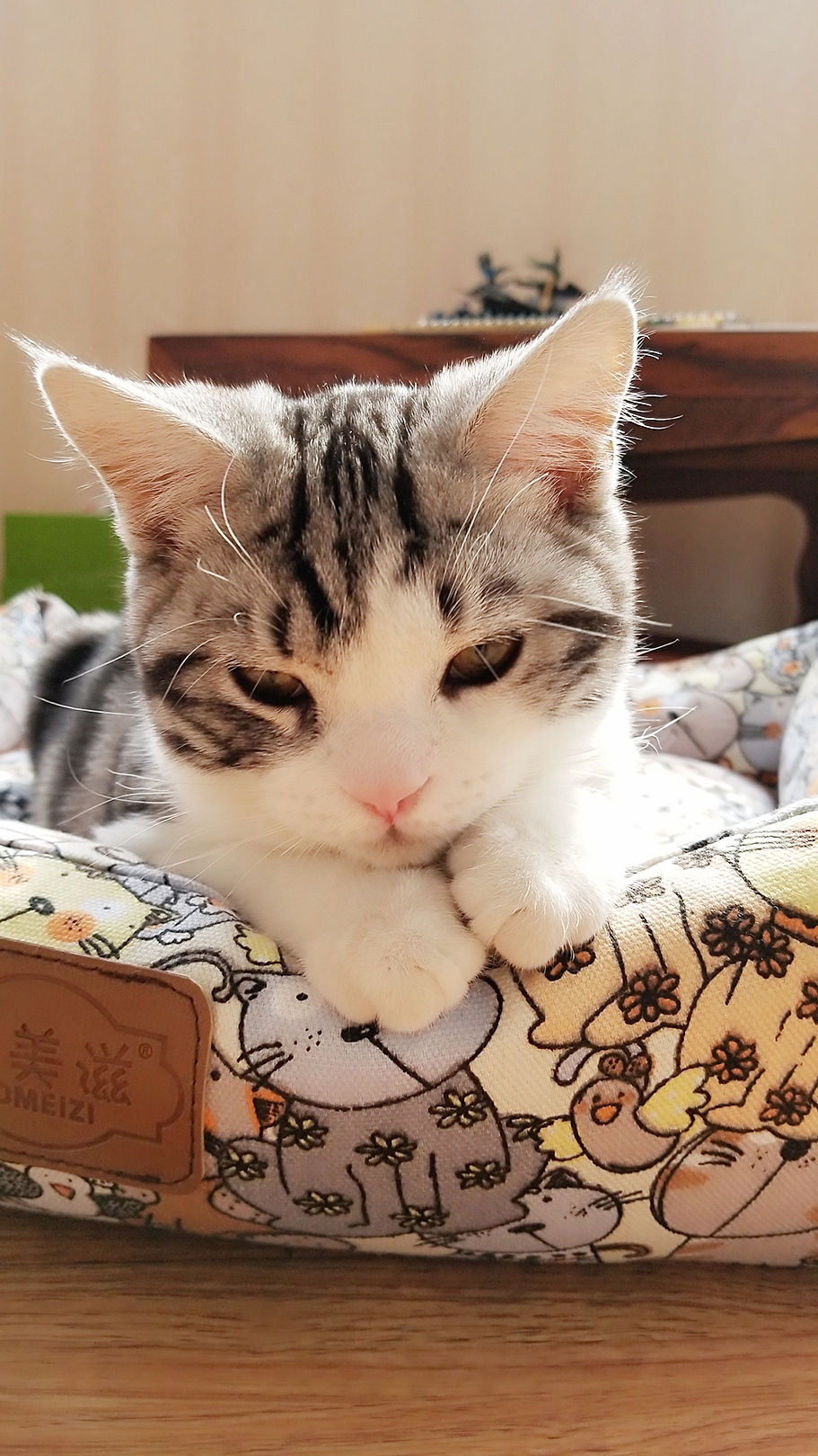 猫喵最新——探寻小巷中的神秘宝藏