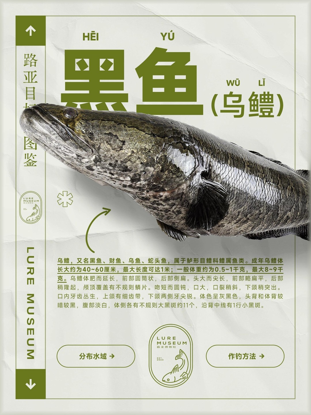 最新钓黑鱼攻略揭秘，掌握技巧，轻松钓获黑鱼！