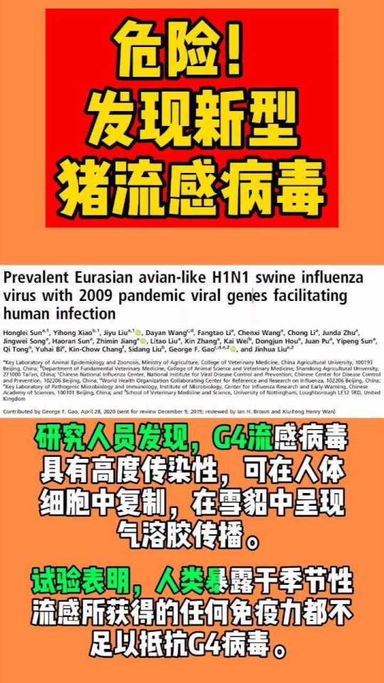 猪流感最新动态，全面解读与应对准备指南